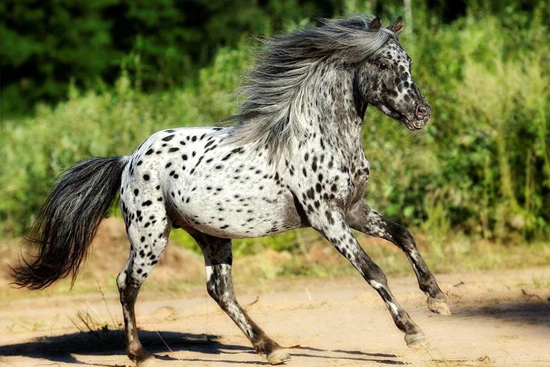 niezwykły koń rasy appaloosa