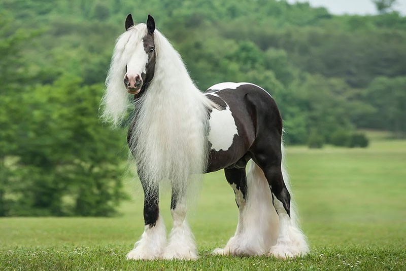 cikánsky kôň