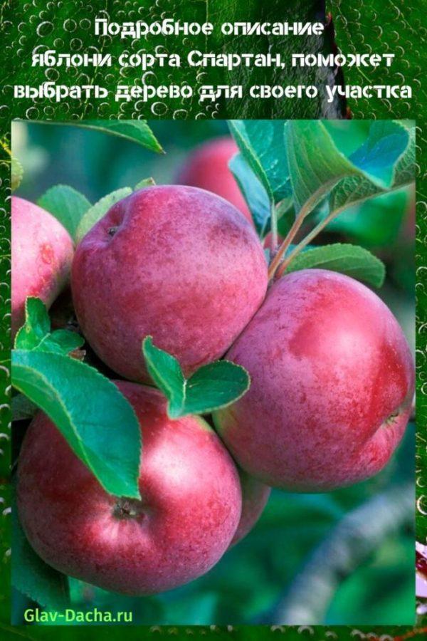 وصف شجرة التفاح المتقشف