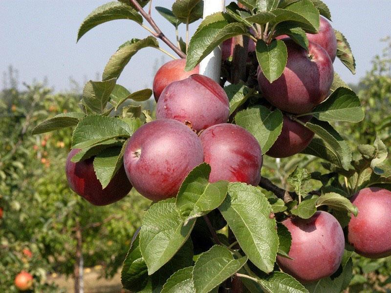 وصف لشجرة التفاح المتقشف