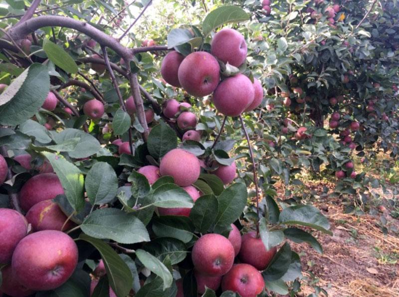 high-yielding apple variety Spartan