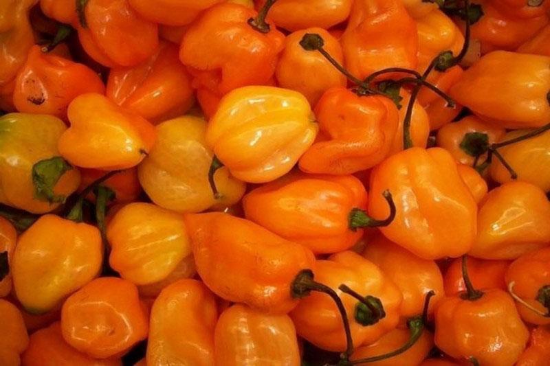 habanero voće papra