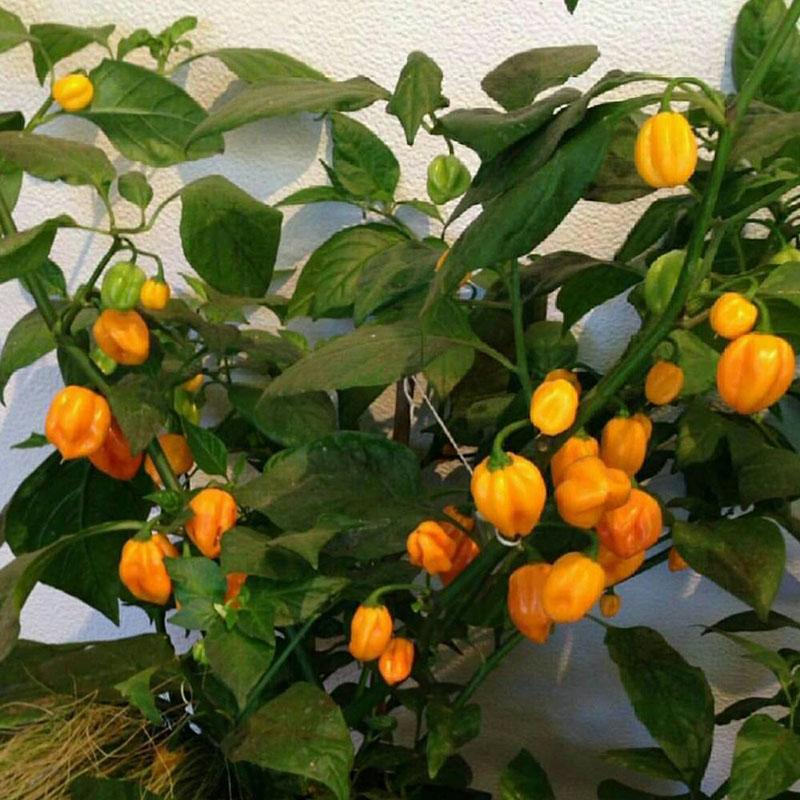 compact bush of hot habanero