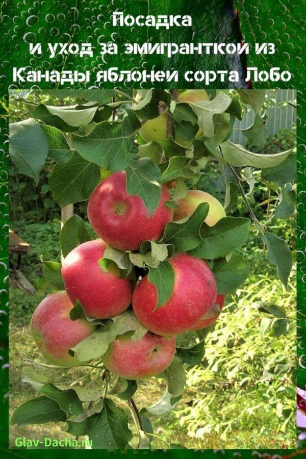 садња и брига о дрвету јабуке лобо
