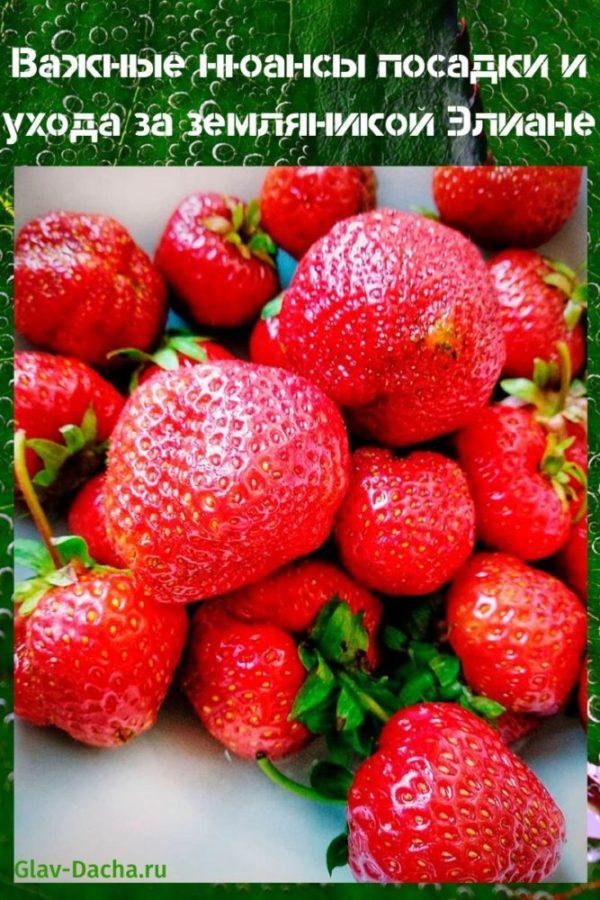 plantera och ta hand om Eliane jordgubbar