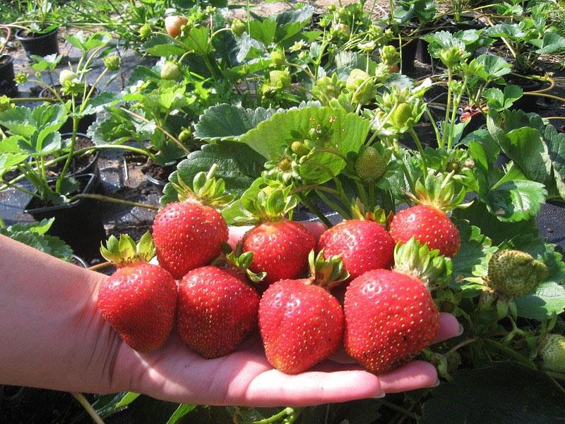 căpșuni cu fructe mari
