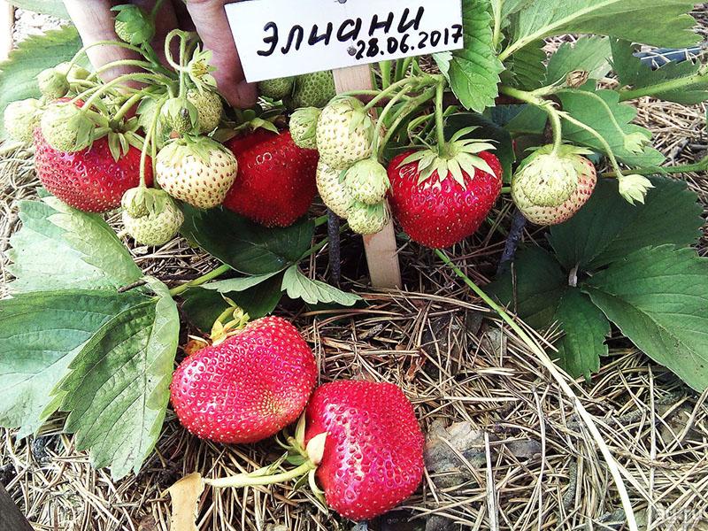large sweet strawberries