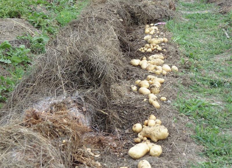 kebaikan dan keburukan menanam kentang di bawah jerami
