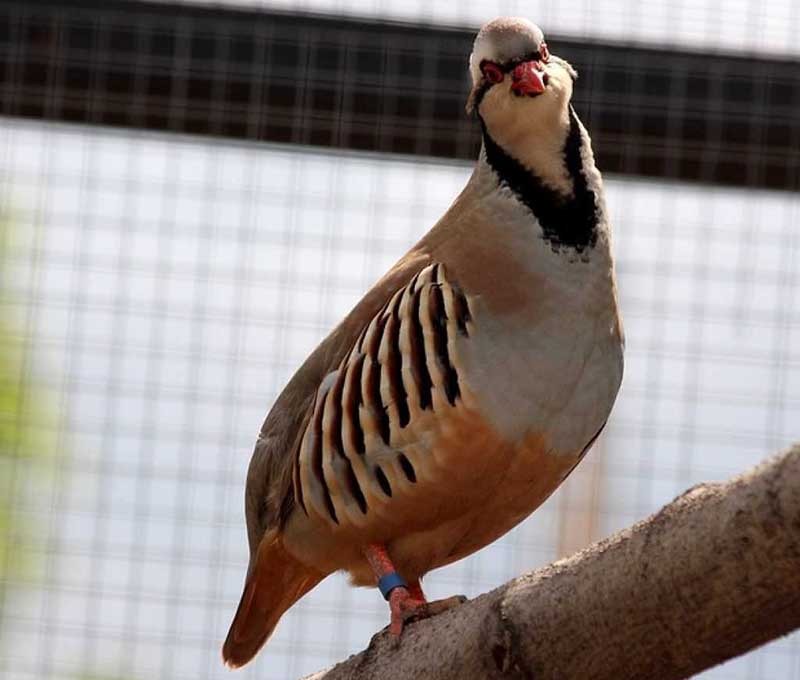 partridge breed for breeding at home