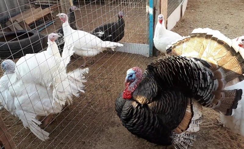 breeding turkeys at home for beginners