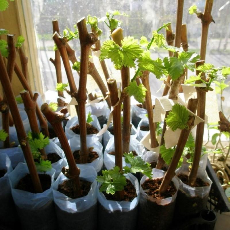 trồng nho bằng cách giâm cành tại nhà
