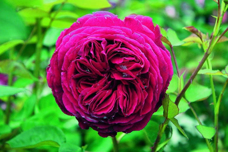 parková růže Falstaff