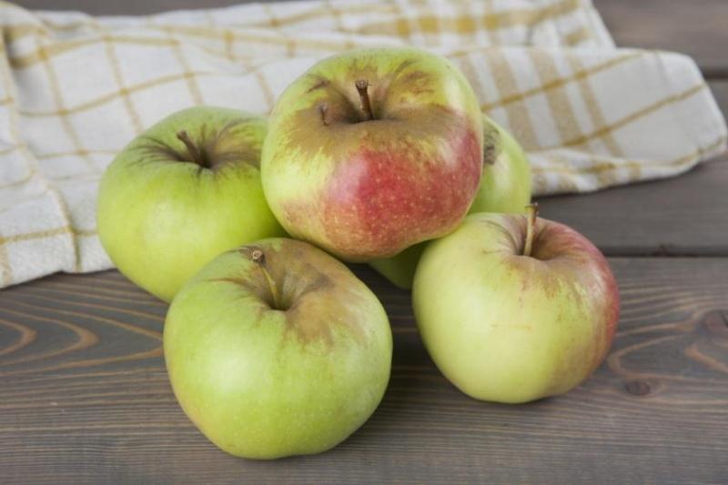 fotografia a popis jablkovej odrody bogatyr