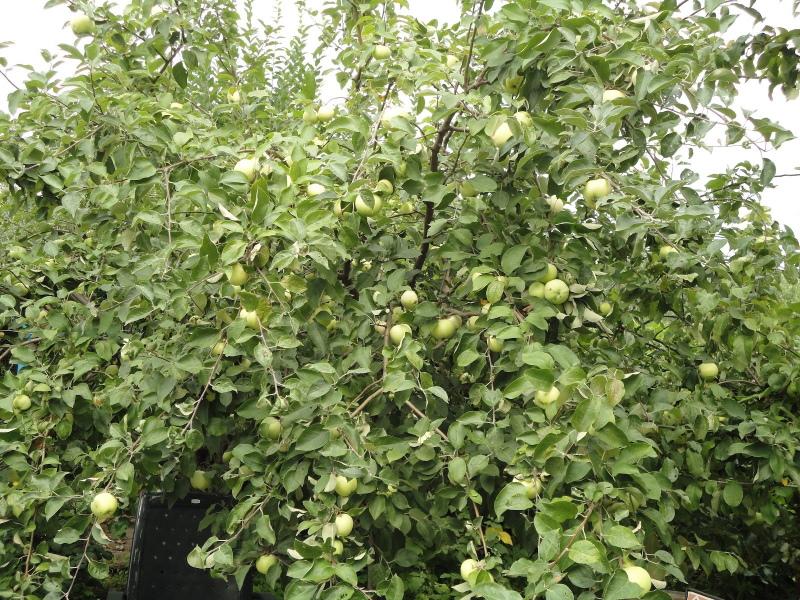 Bogatyr apple-tree