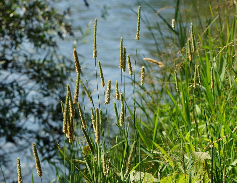 spannmålsväxt timothy gräs