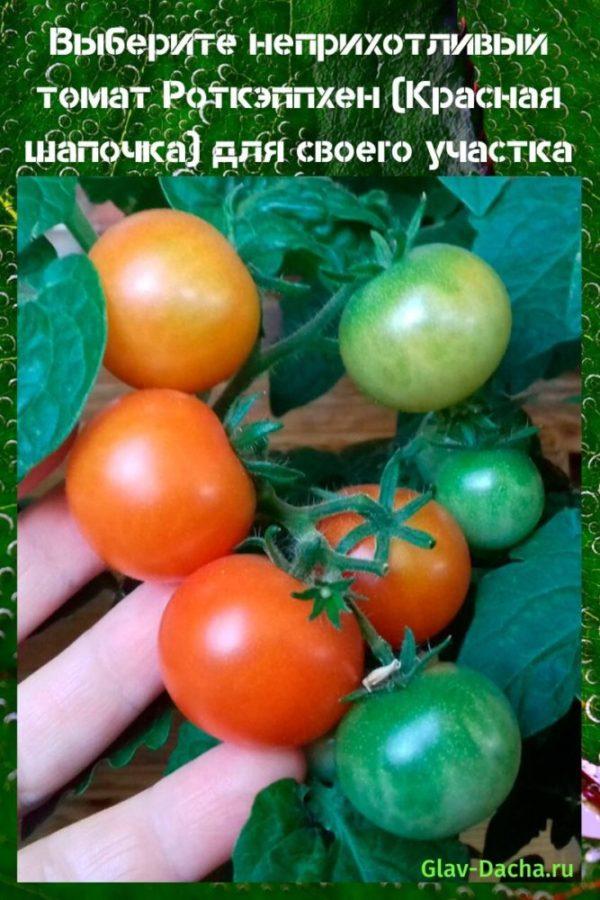 Tomaten Rotkappchen (Rotkäppchen)