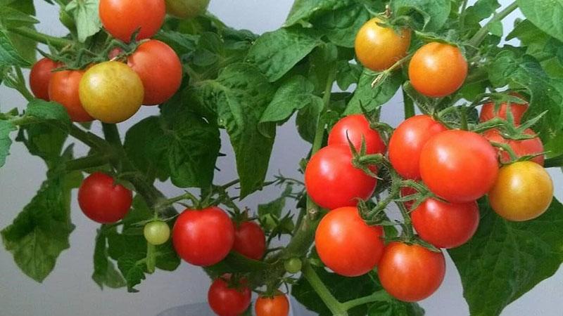 Standard Tomate Rotkappchen (Rotkäppchen)