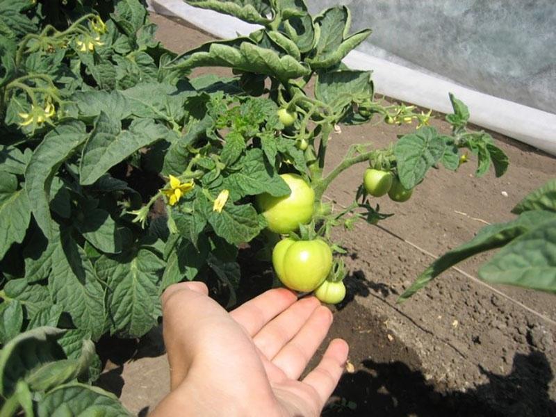 formed fruits of tomatoes