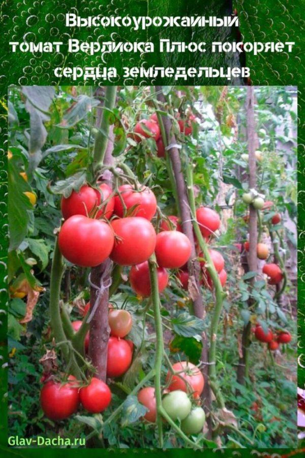 tomat Verlioka Plus