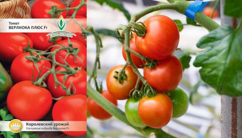 verlioka tomatfrön plus