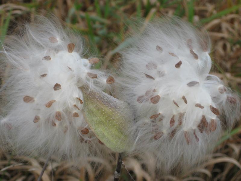sementes de algodão