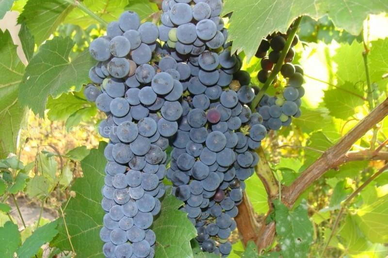 Críticas de fotos da descrição da variedade de uva Amur