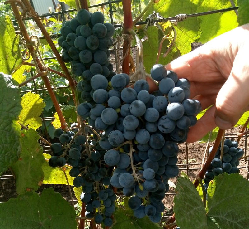 Wydajność i smak winogron amurskich