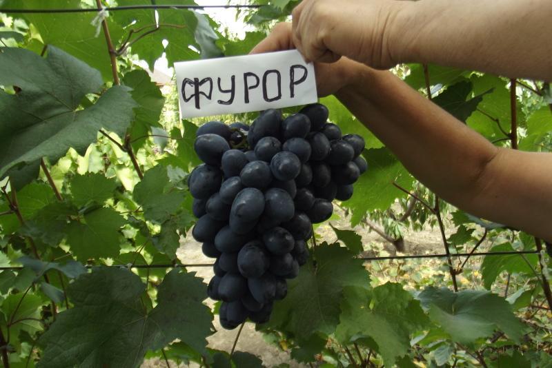 zdjęcie opisu odmiany furor winogron