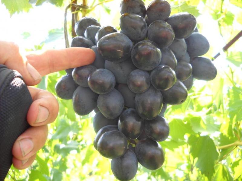 plon i smak winogron