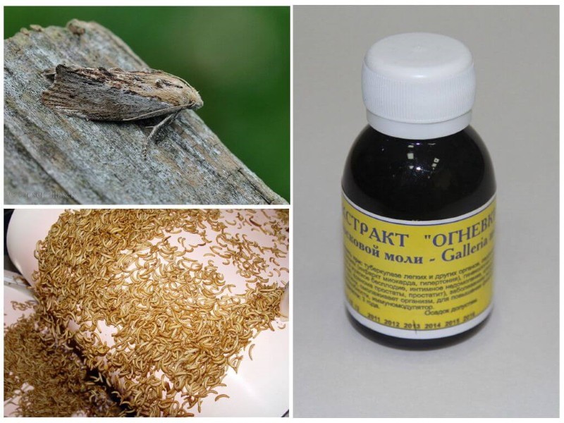 wax moth medicinal properties
