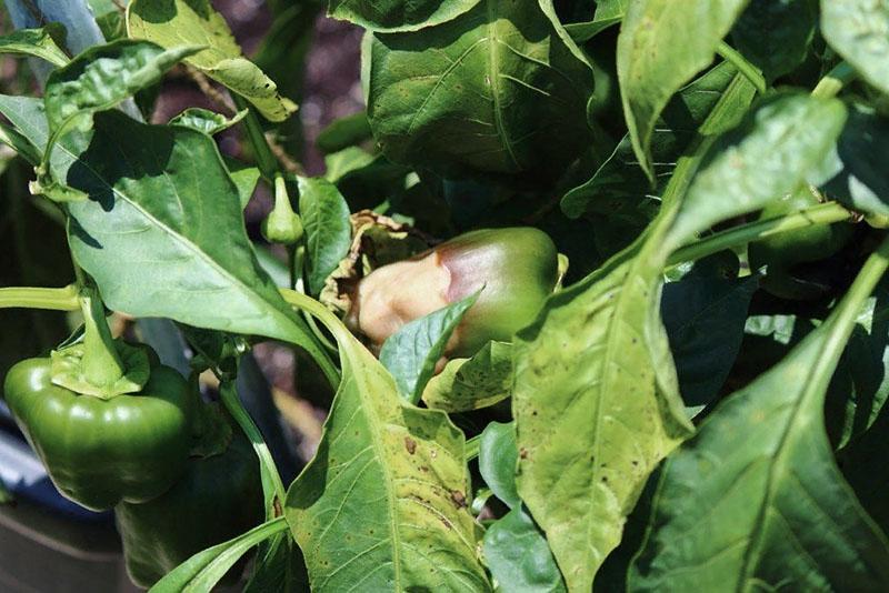 τα φύλλα πιπεριού στερούνται διατροφικής ανεπάρκειας