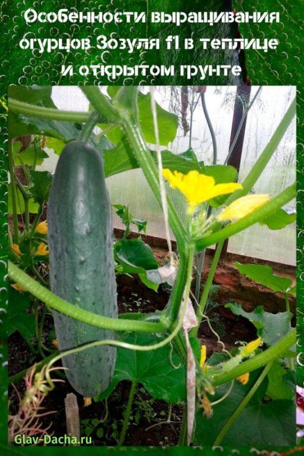 growing cucumber zozulya f1