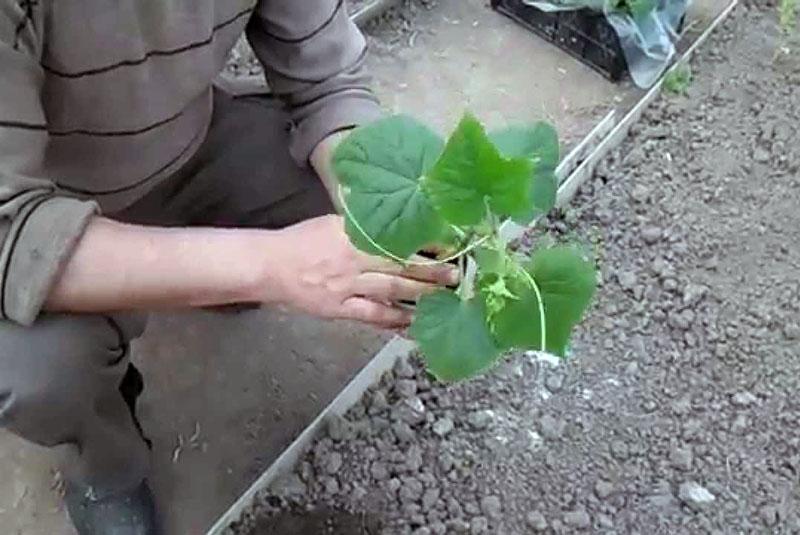 transplanting seedlings of cucumbers
