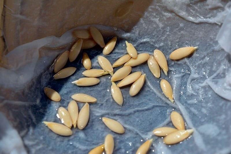příprava okurkových semen