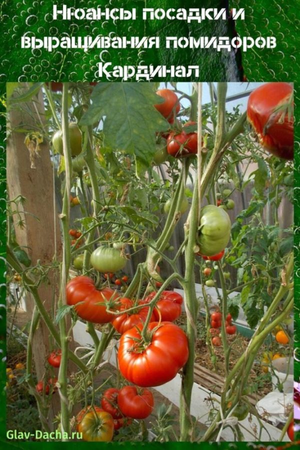 kardynał uprawy pomidorów