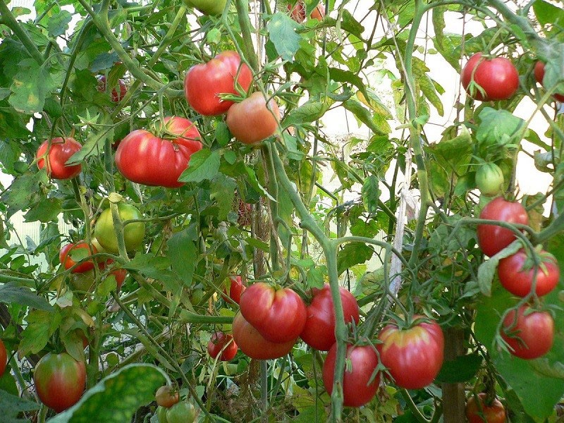 hoogproductieve kardinaal van tomatenras