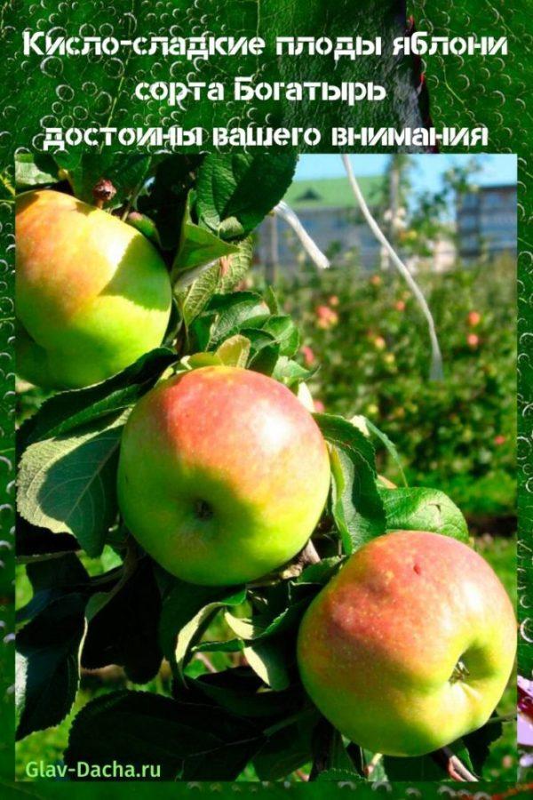 äppelträdsorter Bogatyr