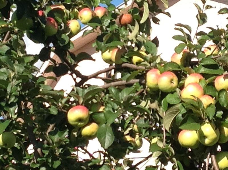 frukten av Bogatyr äppelträd mognar