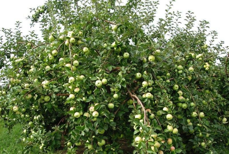 корона от сортове ябълкови дървета Богатир