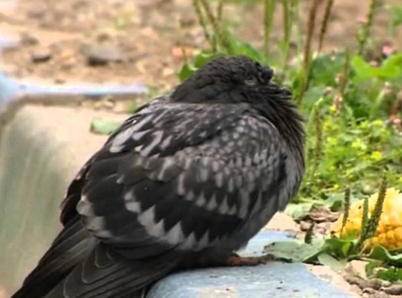 bolesti golubova i njihovi simptomi