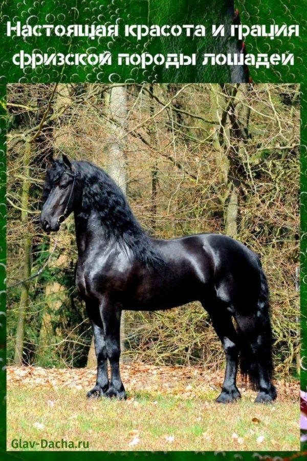 Fríské plemeno koní
