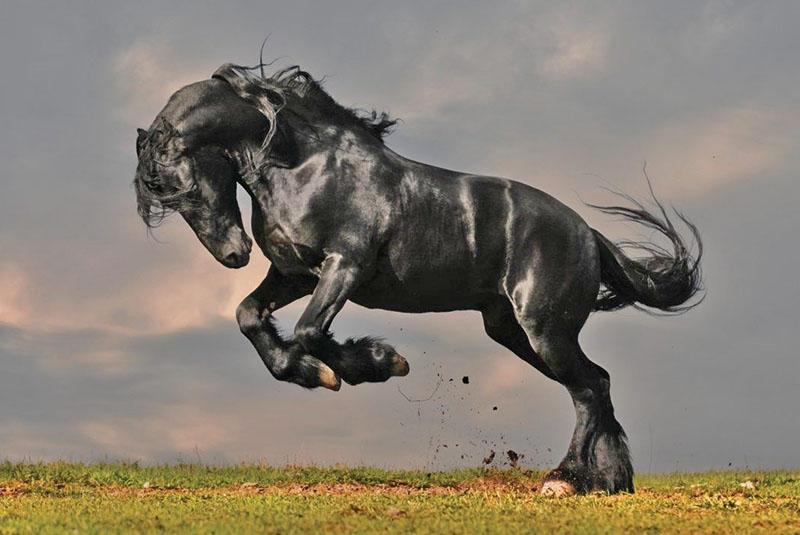 sự duyên dáng và sức mạnh của ngựa Friesian