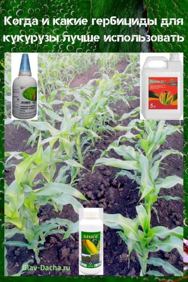 herbicidy pro kukuřici