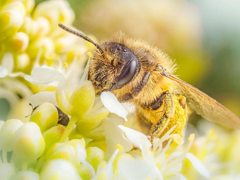 recolección de polen por abejas