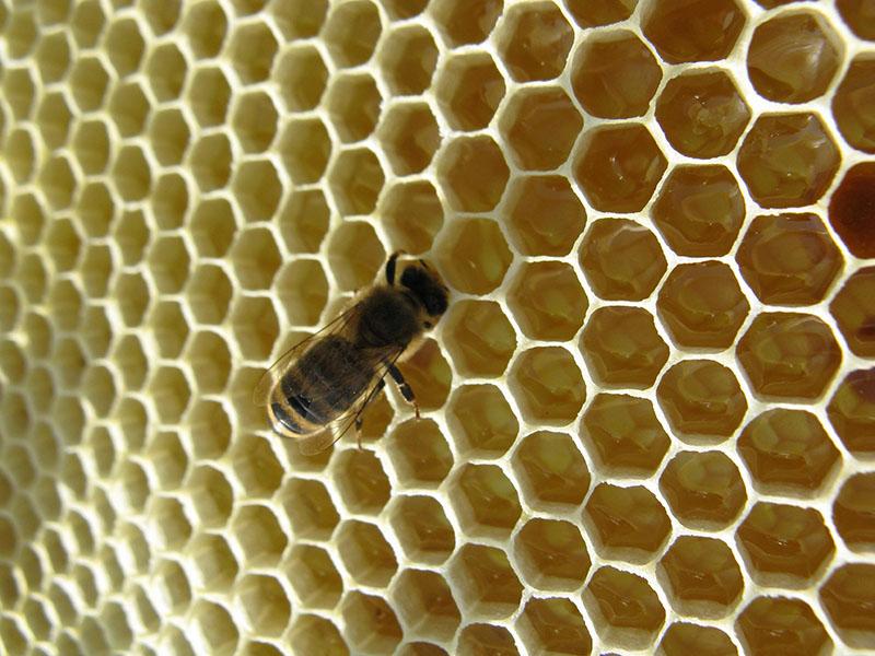 μονοφθαλικό μέλι