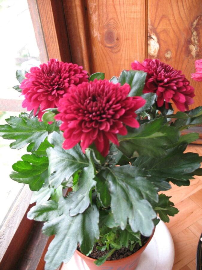 conditions for keeping indoor chrysanthemums
