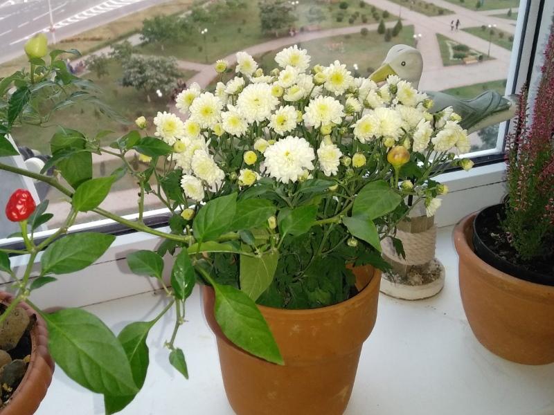 potchrysant zorg tijdens de bloei