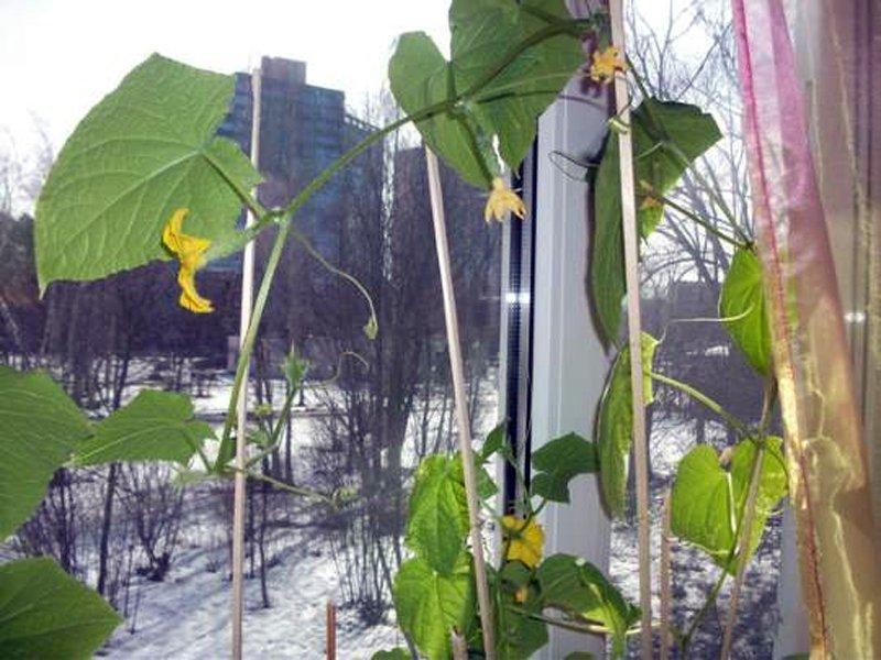 cómo cultivar pepinos en casa en invierno