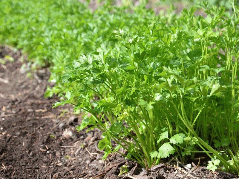 spring shoots of parsley