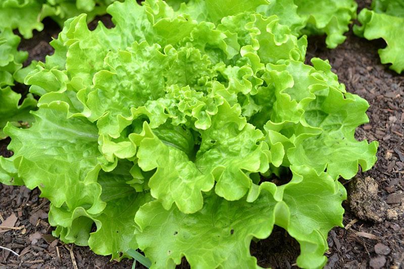 quels verts peuvent être plantés avant la salade d'hiver